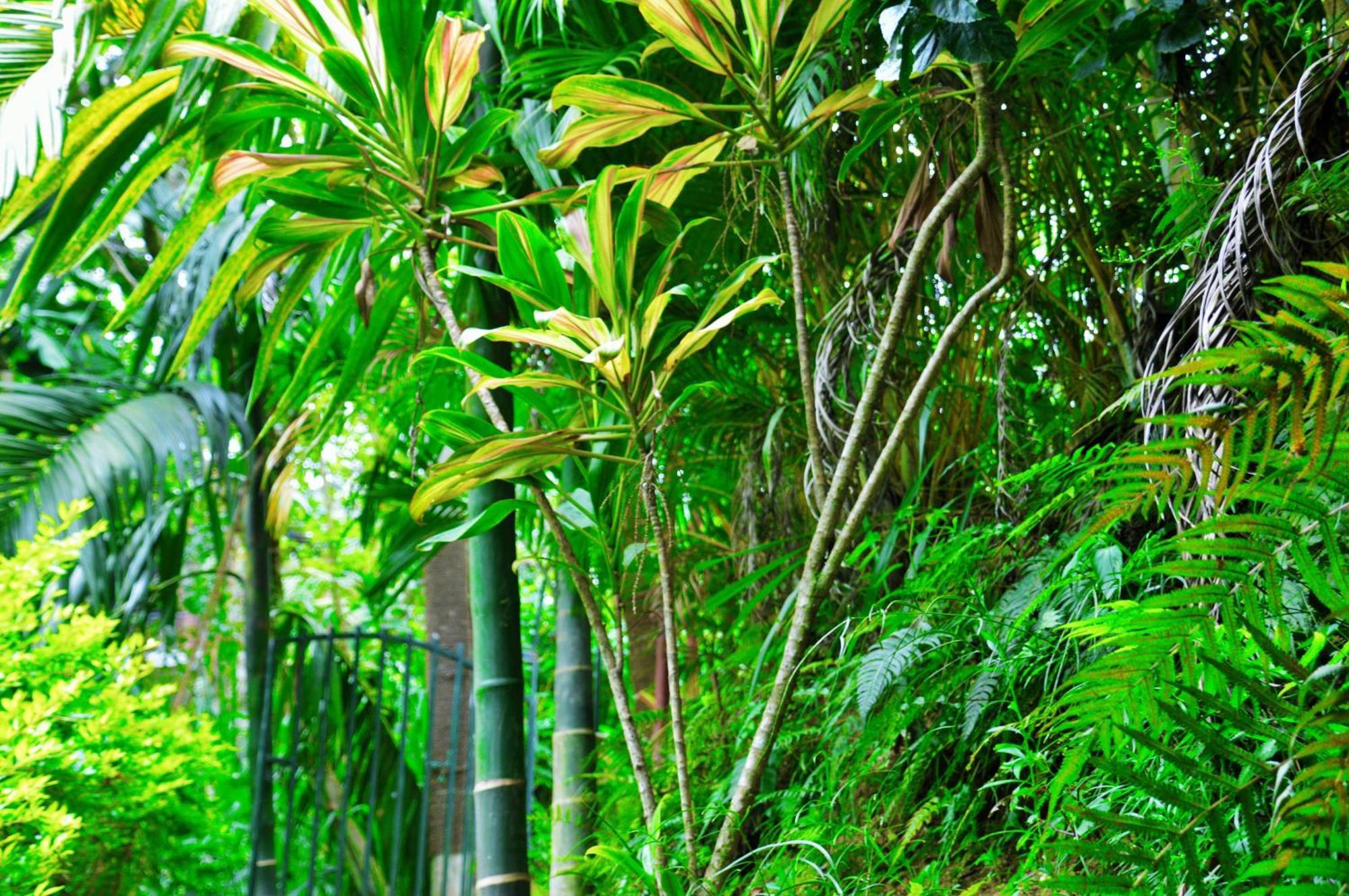 Green Cottage Ела Екстериор снимка